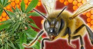 Chronicbee's LeafedOut Profile