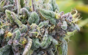SmokeAlot420's LeafedOut Profile