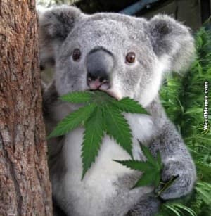 WeedEmergencyAustralia's LeafedOut Profile