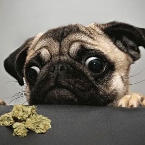 AryaPug's LeafedOut Profile