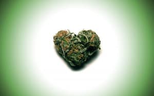 MisterKush's LeafedOut Profile