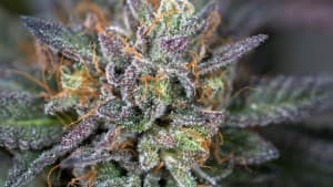SteveTheStoner21's LeafedOut Profile