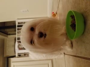 Zitipup's LeafedOut Profile