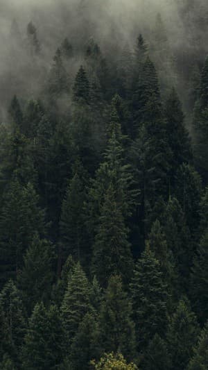 sDx4's LeafedOut Profile