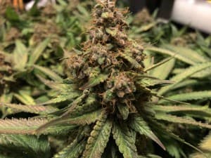Kaili420's LeafedOut Profile