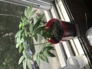 Donjagga4583's LeafedOut Profile