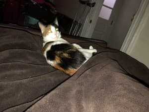 Lynnetraci's LeafedOut Profile