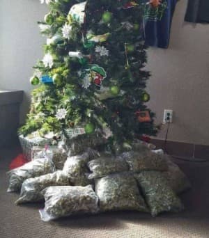 weedcrises420's LeafedOut Profile