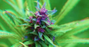 420Marley420's LeafedOut Profile
