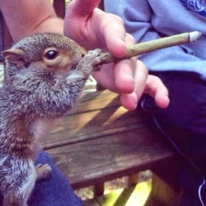 SecretSquirrel5237's LeafedOut Profile