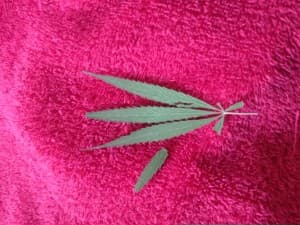 stoner420life's LeafedOut Profile