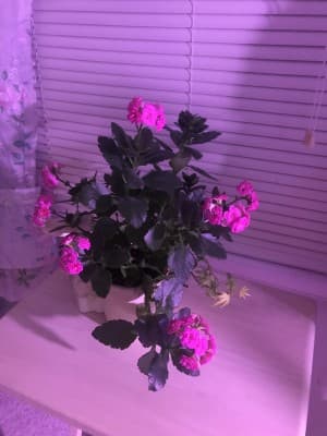 ladylovesthe80s's LeafedOut Profile