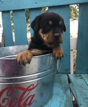 maxe125's LeafedOut Profile