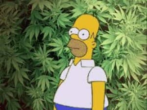Greenthumb4226's LeafedOut Profile