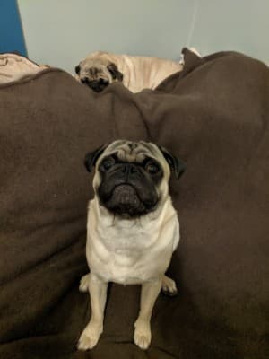 SpacePug420's LeafedOut Profile