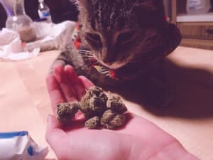 PussyNiggaWeedFlame's LeafedOut Profile