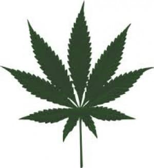 CheechandChong's LeafedOut Profile