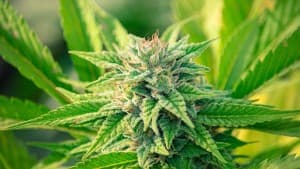 INeedCannabis's LeafedOut Profile