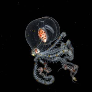 SquidTentacles's LeafedOut Profile