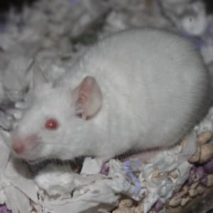 catfaen's LeafedOut Profile