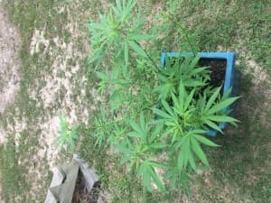 briley92's LeafedOut Profile