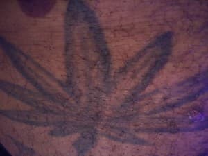 Tothehighlife's LeafedOut Profile