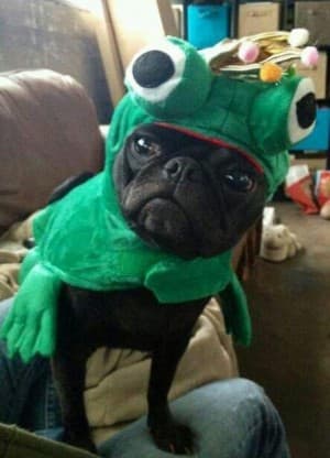 FrogDog's LeafedOut Profile