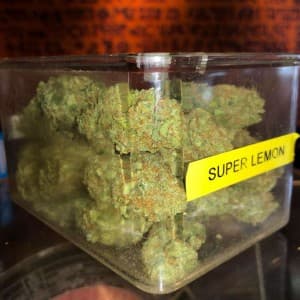 bigweedmart1212's LeafedOut Profile