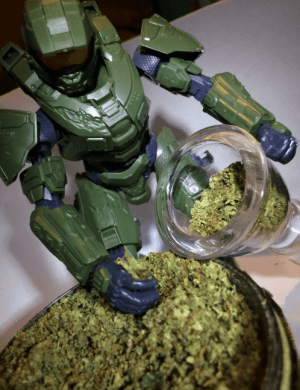 MasterKief_117's LeafedOut Profile