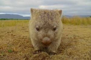 wombatant's LeafedOut Profile