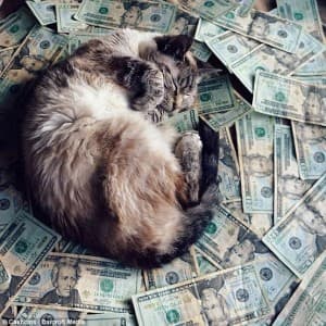Kittyslumber's LeafedOut Profile