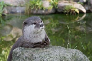 TheOtter's LeafedOut Profile