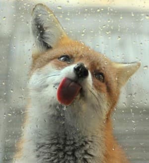 Blufox's LeafedOut Profile