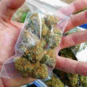 Weed-and-Buds9's LeafedOut Profile