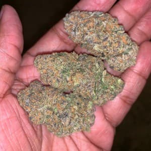 JayCyph603's LeafedOut Profile