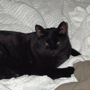HousePanther's LeafedOut Profile