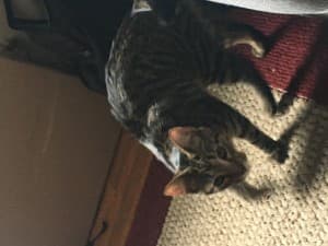 stealthygunnar's LeafedOut Profile