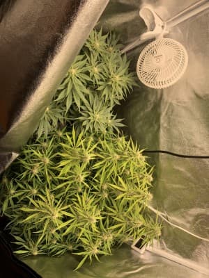 Flowerpower69420's LeafedOut Profile
