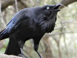 Black_Raven's LeafedOut Profile