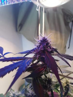 Dubking420's LeafedOut Profile