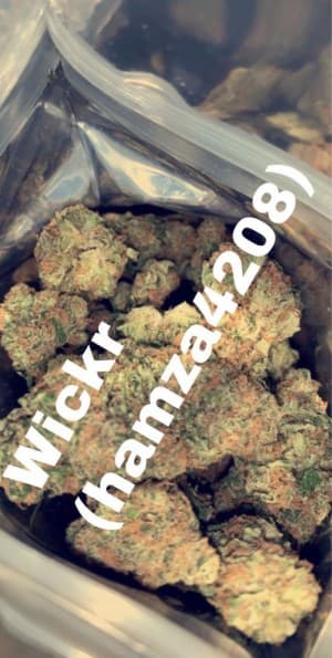 Hamza4208's LeafedOut Profile