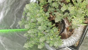 Ukgrower86's LeafedOut Profile