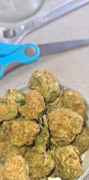Fuckpgronlystrain's LeafedOut Profile