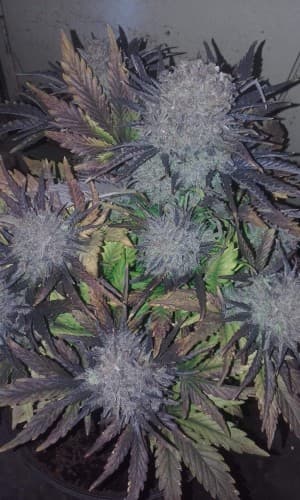 MagicalBotanicalMeds's LeafedOut Profile
