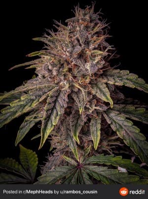 Ak48oz's LeafedOut Profile