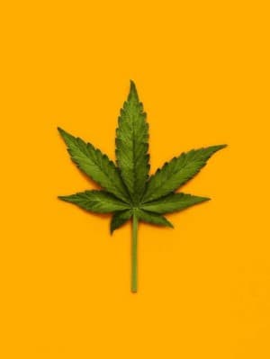 Farah's LeafedOut Profile