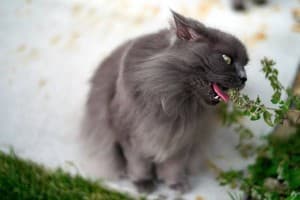 Kittykat00's LeafedOut Profile