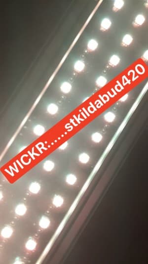 stkildabud4350's LeafedOut Profile