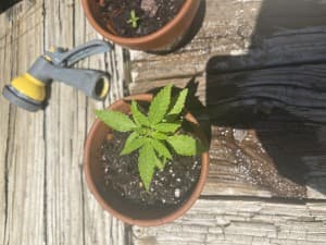 Blakeryan49's LeafedOut Profile