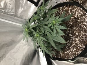 Kushykripple's LeafedOut Profile